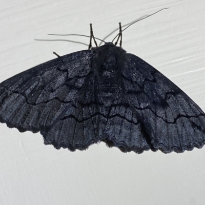 Melanodes anthracitaria (Black Geometrid) at Jerrabomberra, NSW - 29 Dec 2021 by SteveBorkowskis