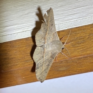 Antictenia punctunculus at Jerrabomberra, NSW - 29 Dec 2021