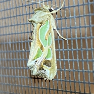 Cosmodes elegans at Jerrabomberra, NSW - 29 Dec 2021