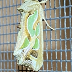 Cosmodes elegans at Jerrabomberra, NSW - suppressed