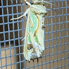 Cosmodes elegans at Jerrabomberra, NSW - suppressed