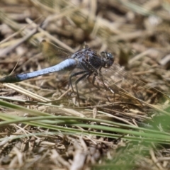 Orthetrum caledonicum (Blue Skimmer) at Isabella Plains, ACT - 29 Dec 2021 by RodDeb