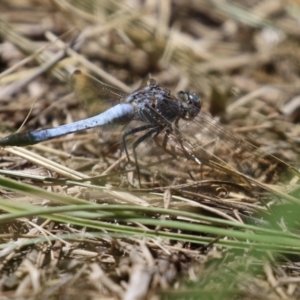 Orthetrum caledonicum at Isabella Plains, ACT - 29 Dec 2021