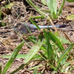 Orthetrum caledonicum at Isabella Plains, ACT - 29 Dec 2021