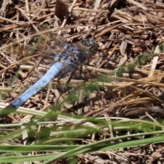 Orthetrum caledonicum at Isabella Plains, ACT - 29 Dec 2021