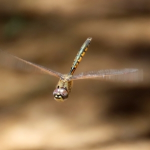 Hemicordulia tau at Isabella Plains, ACT - 29 Dec 2021