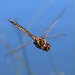 Hemicordulia tau at Isabella Plains, ACT - 29 Dec 2021