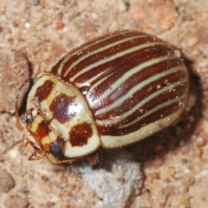 Paropsisterna intacta at Uriarra, NSW - 28 Dec 2021