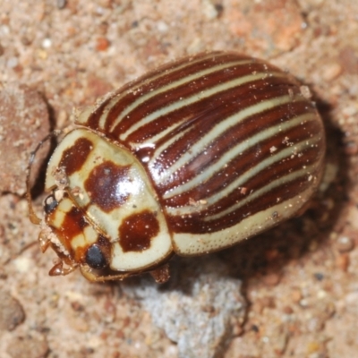 Paropsisterna intacta (Eucalyptus Leaf Beetle) at Uriarra, NSW - 28 Dec 2021 by Harrisi