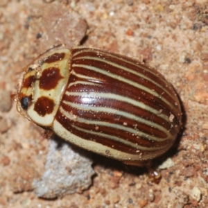 Paropsisterna intacta at Uriarra, NSW - 28 Dec 2021