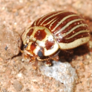 Paropsisterna intacta at Uriarra, NSW - 28 Dec 2021 12:55 PM