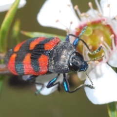 Castiarina kershawi (A jewel beetle) at Cotter River, ACT - 28 Dec 2021 by Harrisi