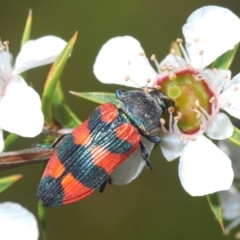 Castiarina kershawi at Cotter River, ACT - 28 Dec 2021