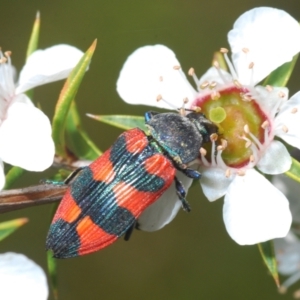 Castiarina kershawi at Cotter River, ACT - 28 Dec 2021