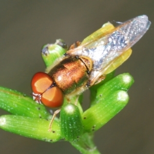 Odontomyia sp. (genus) at Uriarra, NSW - 28 Dec 2021