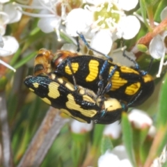 Castiarina octospilota (A Jewel Beetle) at Molonglo Valley, ACT - 29 Dec 2021 by Harrisi