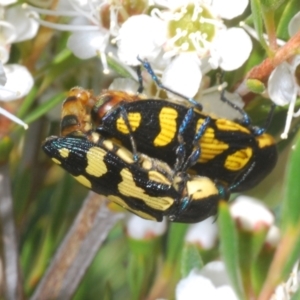 Castiarina octospilota at Molonglo Valley, ACT - 29 Dec 2021