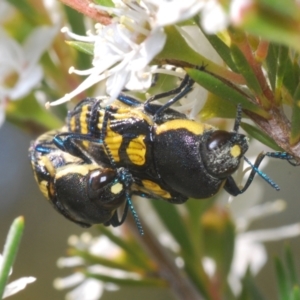 Castiarina octospilota at Molonglo Valley, ACT - 29 Dec 2021 04:57 PM