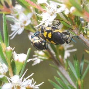 Castiarina octospilota at Molonglo Valley, ACT - 29 Dec 2021 04:57 PM