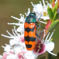 Castiarina crenata (Jewel beetle) at Molonglo Valley, ACT - 29 Dec 2021 by Harrisi