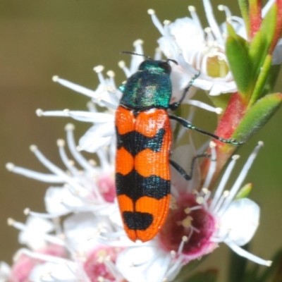 Castiarina crenata (Jewel beetle) at Molonglo Valley, ACT - 29 Dec 2021 by Harrisi