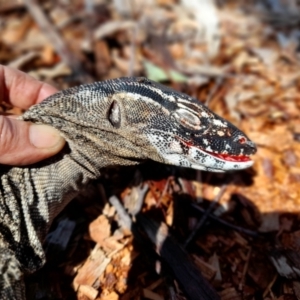 Varanus rosenbergi at Rendezvous Creek, ACT - suppressed