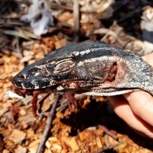 Varanus rosenbergi at Rendezvous Creek, ACT - suppressed