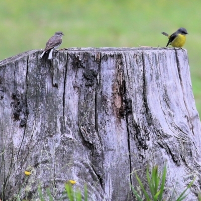 Microeca fascinans (Jacky Winter) at Bournda, NSW - 26 Dec 2021 by KylieWaldon