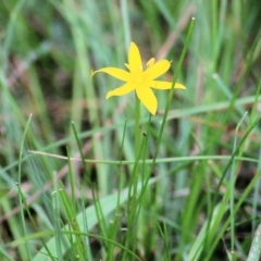 Hypoxis hygrometrica (Golden Weather-grass) at Bournda, NSW - 25 Dec 2021 by KylieWaldon