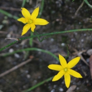 Hypoxis hygrometrica at Bournda, NSW - 26 Dec 2021 09:08 AM