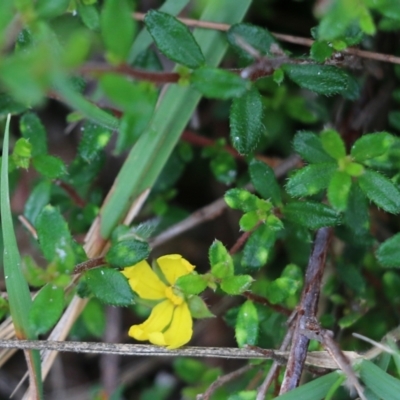 Hibbertia aspera subsp. aspera at Bournda, NSW - 25 Dec 2021 by KylieWaldon