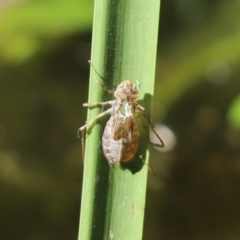 Anisoptera (suborder) at Cook, ACT - 29 Dec 2021