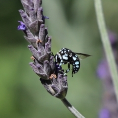 Thyreus caeruleopunctatus (Chequered cuckoo bee) at Cook, ACT - 29 Dec 2021 by Tammy