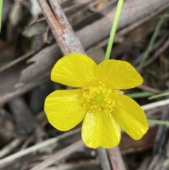 Ranunculus lappaceus (Australian Buttercup) at Cotter River, ACT - 28 Dec 2021 by NedJohnston