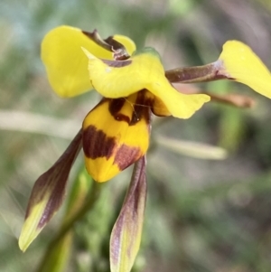 Diuris sulphurea at Cotter River, ACT - suppressed