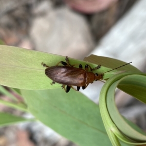 Alleculinae sp. (Subfamily) at Cotter River, ACT - 28 Dec 2021 09:56 AM