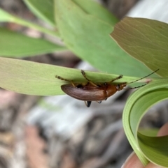 Alleculinae sp. (Subfamily) at Cotter River, ACT - 28 Dec 2021 09:56 AM