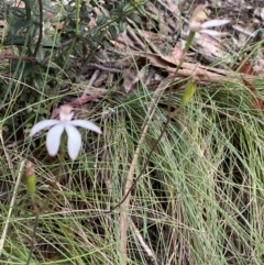 Caladenia moschata at Cotter River, ACT - 28 Dec 2021