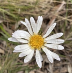 Celmisia tomentella (Common Snow Daisy) at Cotter River, ACT - 28 Dec 2021 by NedJohnston