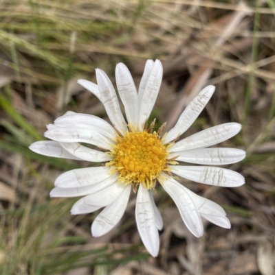 Celmisia tomentella (Common Snow Daisy) at Cotter River, ACT - 28 Dec 2021 by NedJohnston