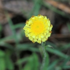 Coronidium scorpioides (Button Everlasting) at Bournda, NSW - 25 Dec 2021 by KylieWaldon