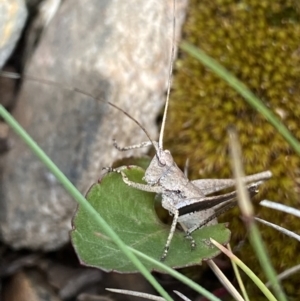 Lanciana montana at Cotter River, ACT - 28 Dec 2021