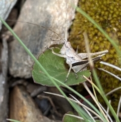 Lanciana montana at Cotter River, ACT - 28 Dec 2021