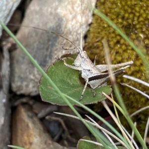 Lanciana montana at Cotter River, ACT - 28 Dec 2021