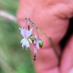 Arthropodium milleflorum (Vanilla Lily) at Bournda, NSW - 25 Dec 2021 by KylieWaldon