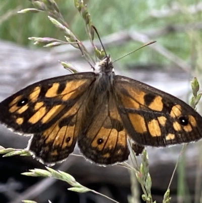 Geitoneura klugii (Marbled Xenica) at Cotter River, ACT - 27 Dec 2021 by Ned_Johnston