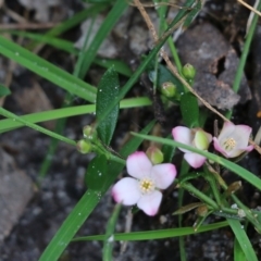 Boronia polygalifolia at Bournda, NSW - suppressed