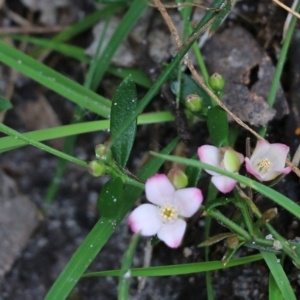 Boronia polygalifolia at Bournda, NSW - suppressed