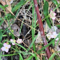 Boronia polygalifolia at Bournda, NSW - suppressed