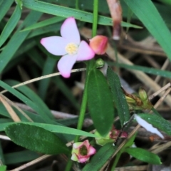 Boronia polygalifolia at Bournda, NSW - suppressed